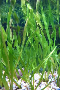 Corkscrew Vallisneria